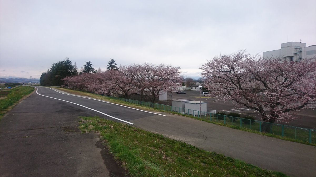 不識庵 裏 またの名をフシキパンダ 時折変身します 仙台市若林区今泉 今泉清掃工場 清掃工場裏の桜 桜の名所と呼ばれる所より あちらこちらにポツリとある桜の方が好きですね