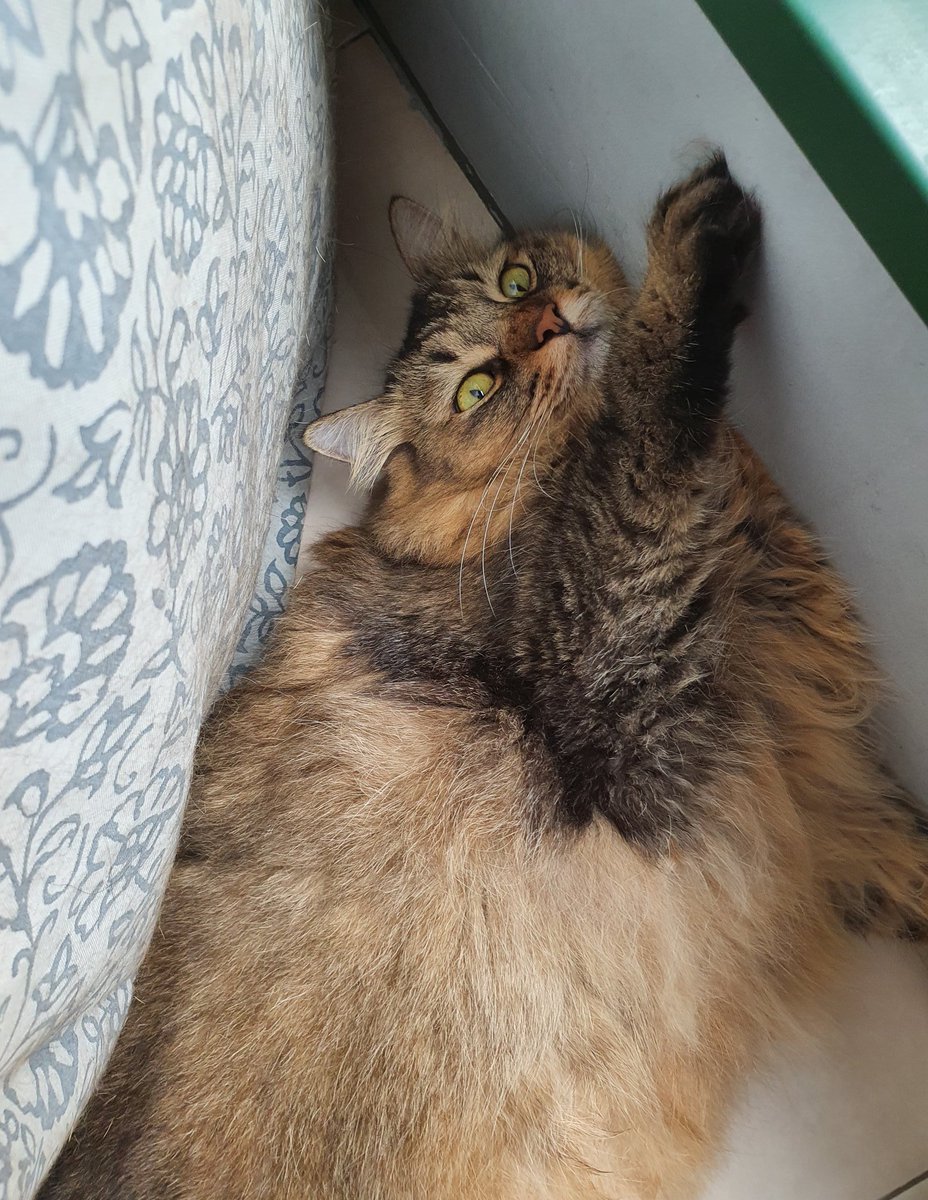 rakkithecat's tweet photo. @SyedSaddiq Yeah, Hooman...what are you looking at? https://t.co/SWBdy49Sxd