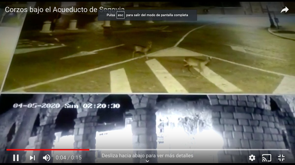 La naturaleza necesitaba un respiro. Los nuevos visitantes del #AcueductoSegovia no son chinos o japoneses, son corzos. La otra imagen del #Covid19 #SegoviaCoronavirus vía <a href="/segoviaudaz/">Segoviaudaz.es</a>  segoviaudaz.es/corzos-en-el-a…
