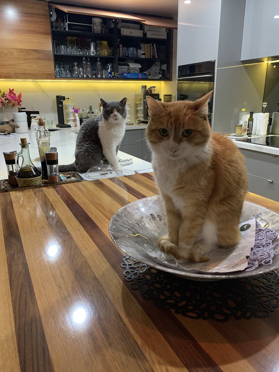 DugalDownunder's tweet photo. Get out of MY bowl!! #troubleahead #catsoftwitter #catsofadelaide #scottishshorthair https://t.co/ivn18BsSH4