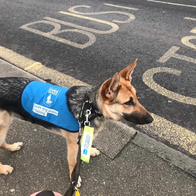 TOXICCAPTAIN1's tweet photo. this here is cookie as some may know. I adore German shepherd. so I have sponsored this girl. on behalf of my daughter.  if you want to know more ill be posting update of cookies progress. https://t.co/dVI4AZhZxM