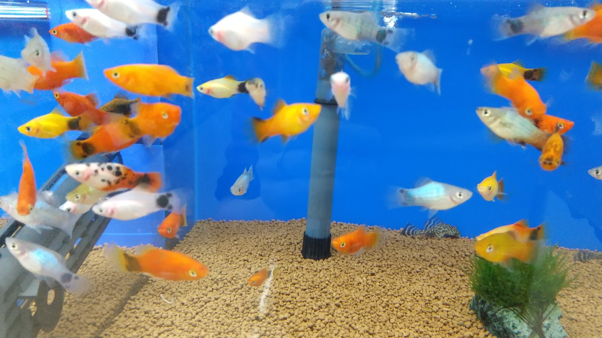 Gecko Twitter પર コメリパワー岩見沢店 本日もありがとうございました 先日は熱帯魚が入荷しました W 人気のプラティ 楊貴妃メダカ 当店では初登場のシリケンイモリ 久々登場のヒメツメガエルなどたくさん仲間入りしています ー ノ T