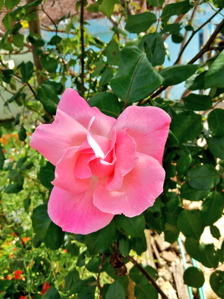 padotrasachin's tweet photo. #KnowNature
Beautiful #Flowers Red❤️
#BeautifulJammu
@incredibleindia @jammu_tweeter @JammuTourism @Shubham_7778 @HimaniMAHAJAN6 @shivalirashu https://t.co/qFCGT1BPZb