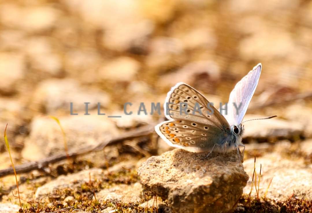 craft_wanderer's tweet photo. @John1Coakley @WKWT @BCWarwickshire @savebutterflies My all time favourite #butterfly ! Taken at #uftonfields π https://t.co/xyZ0dWxFTd