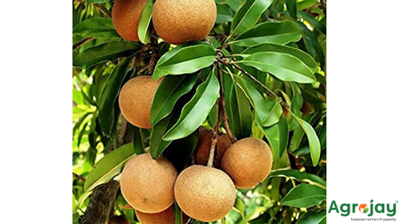 Agrojay_'s tweet photo. https://t.co/kVjC5rVn8o
Climate Requirement for Chikoo. It grows well up to an altitude of 1, 000m however, coastal climate is ideal for sapota farming. 
#agriculture #Farmers #prosperity #Digital #DigitalMarketing #Who_Is_EarthSavior 
@nashik_feed @AgriGoI @NPCI_NPCI @PMOIndia https://t.co/5A90Xspzx0
