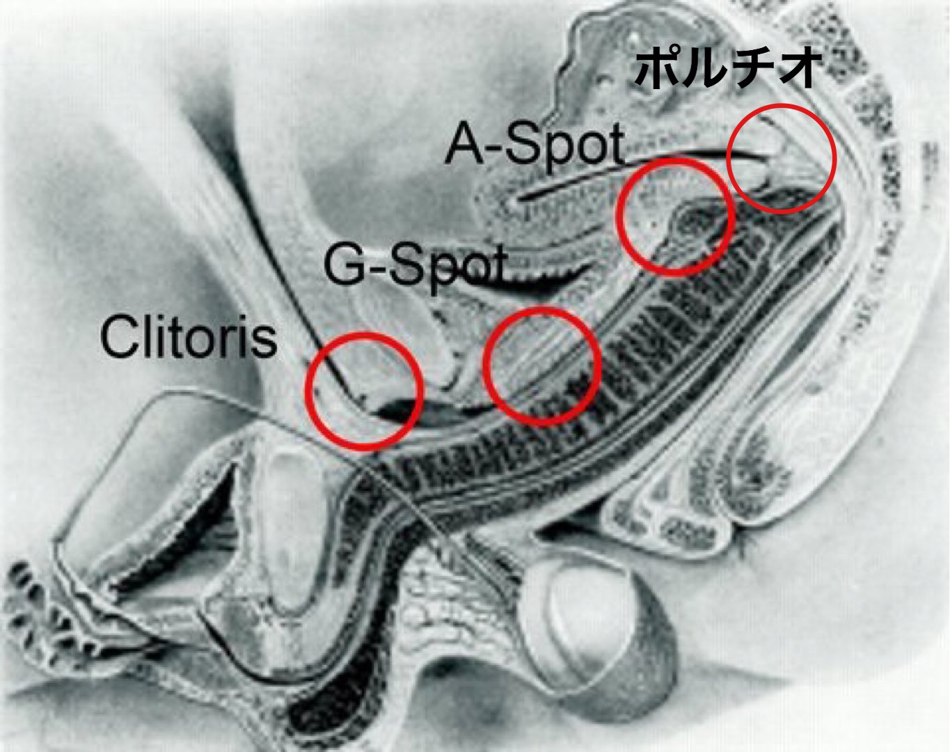 いく夫 Gスポット 手マン Aスポット ポルチオ ペニス って役割分担しがちだけど こうして断面図を改めて見るとクリトリスやgスポも挿入時に意識して刺激するといいのかもしれぬぞ ちなみにバルーン現象はこのgスポより奥が広がってペニスに密着し