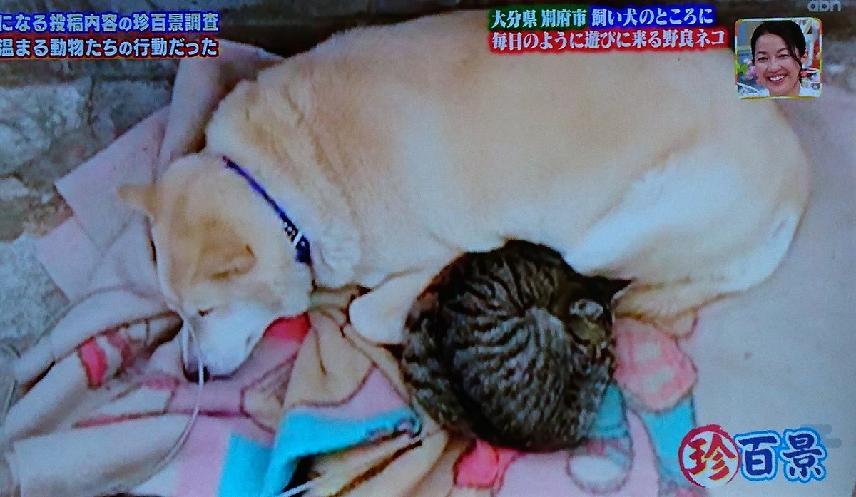 Toshi Na Twitteru 犬に添い寝する 野良猫ちゃん 犬の表情も いいなぁー 散歩する時も 猫ついてくるんだってー ナニコレ珍百景 仲良し