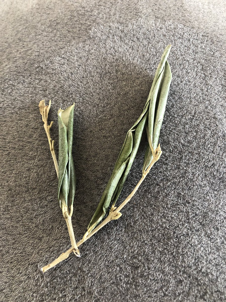 Yolanda González tweet media