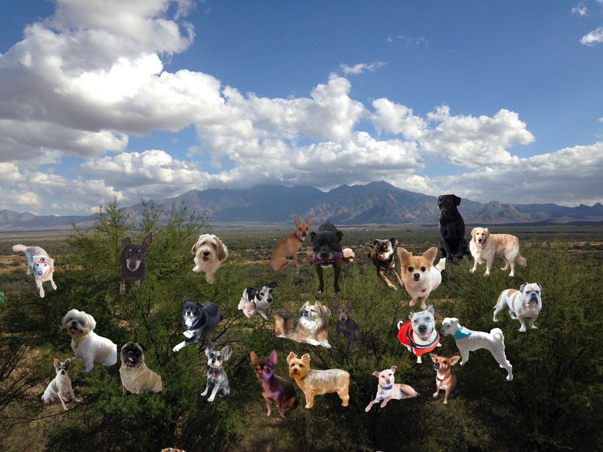 Da cow wants us to move along... next stop is famous for pecans! And has a color in da name.   #pawventures