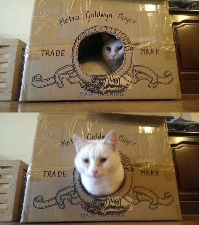 ThePhilosopurr's tweet photo. #CatBoxSunday #Cats #QuarantineCats #QuarantineLife

Looking for something to do? Cut a hole or four on the side of a box and draw a different character on each side.
#ResultsMayVary https://t.co/20LW0iYlpF