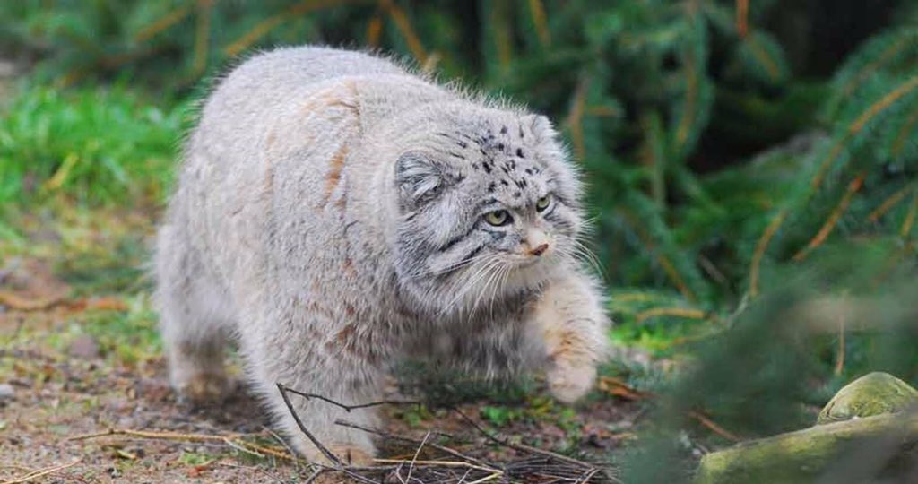 IsskndarAriffin's tweet photo. Tahukah anda?

Kucing Pallas atau nama saintifiknya Otocolobus manul merupakan antara kucing yang tersangat jarang ditemui. Nama kucing ini diambil sempena nama Peter Pallas yang juga merupakan seorang pakar tumbuhan dan hidupan dari Jerman. https://t.co/7BuDycpq75