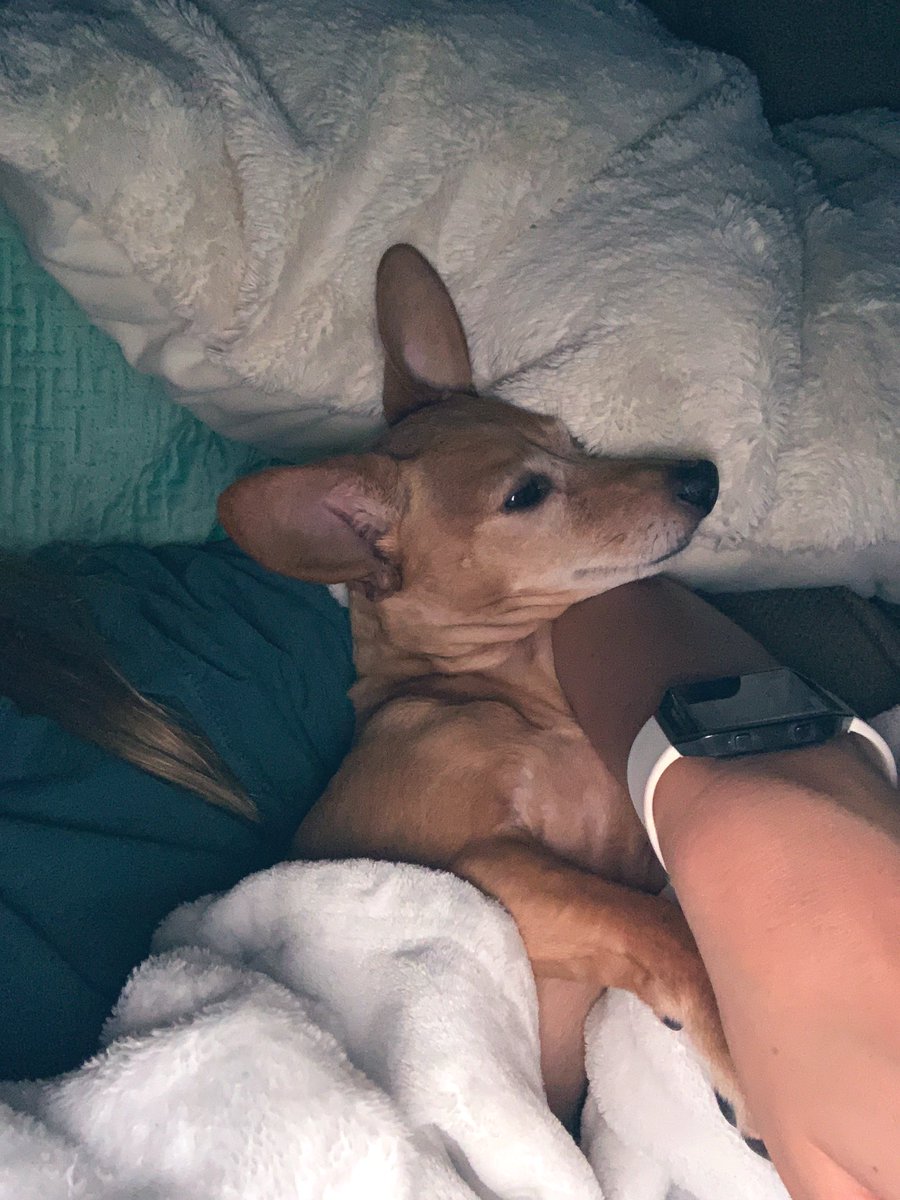thedanigrossman's tweet photo. My dog is loving this #quarantine life. I wana see your dogs living large 👇🏻😜😍 

#dogsofcolumbus #doxie #jackweenie https://t.co/NsIgVNtjAj