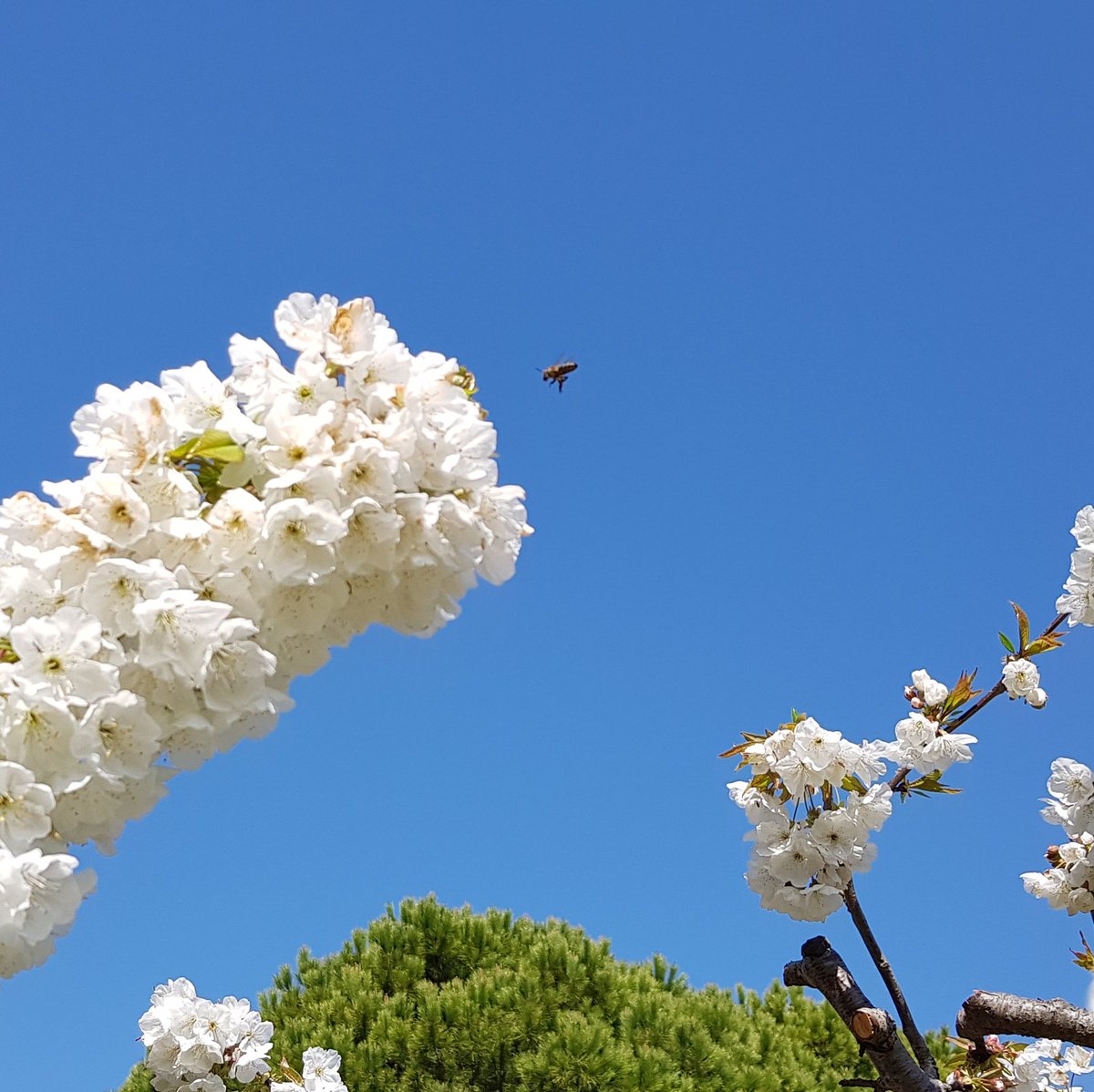 qualitpe_fr's tweet photo. La nature reprend ses droits
#Avignon https://t.co/Vpd8wOwLGz