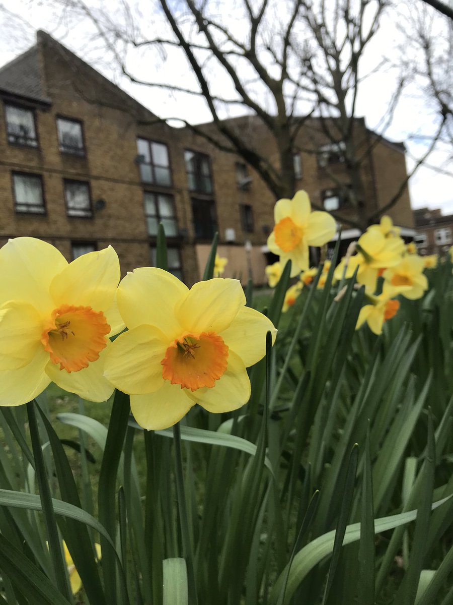 summerstown182's tweet image. #DaffOfTheDay always well-planted but looking more fragrant than ever this year for the #BloomingTooting #SpringUprising, #BurtopEstate was built as a result of the floods of September 1968 #LostStreets #Earlsfield summerstown182.wordpress.com/2018/07/01/las…