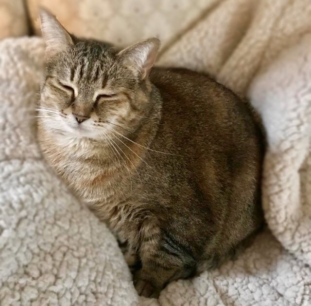 WalkieWalker's tweet photo. Happy Sunday! Hope everyone is safe and well!! And I’m wishing you’re as content and relaxed as Rolie is on this gorgeous April day. #caturday #roliepolie #bestlife #lifeisgood #determineddragons https://t.co/Yeoh7TSP9T