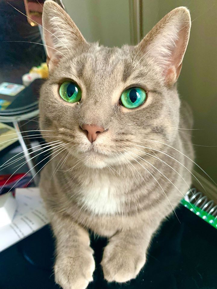 Meowed's tweet photo. From wildcatfiona: #meowed #meowedofficial #TheMeowedClub https://t.co/YcGjDKTKbm