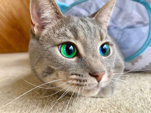 Meowed's tweet photo. From wildcatfiona: #meowed #meowedofficial #TheMeowedClub https://t.co/YcGjDKTKbm