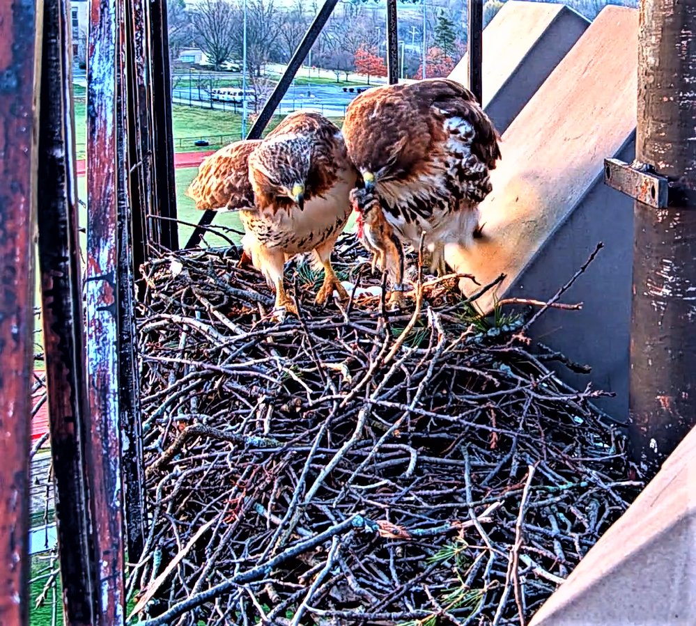 CornellHawks's tweet photo. 4/5, 06:45 Arthur arrives for first morning nest exchange w/ prey (Chipmunk) in left talon. 

BR stands, warbles, snags the prey in beak &amp; quickly departs the nest as Arthur looks on. https://t.co/OuAN8gJhnb