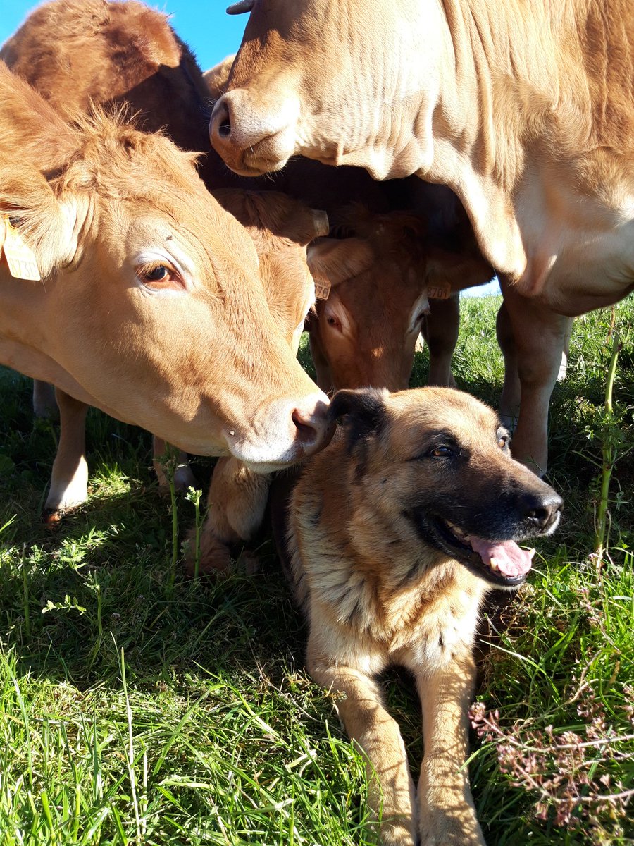 DauffyD's tweet photo. les cours de la viande bovine etait trop  bas  et ils continuent de baisser   , mes dernières  j arrête ! https://t.co/hYp4dgAV8Y