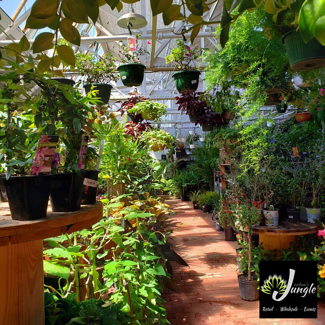 ShopInRI's tweet photo. Jordan's Jungle
Like them on Facebook - https://t.co/xK90z5iAID
IG - @jordansjungleri
or visit them online -  https://t.co/ozWA3a25eC
Call them today at 401-475-0100

#flowers #botanical #tropical #houseplants #green #greenliving #pvd #401 #jordansjungle https://t.co/fWL3NFzYES
