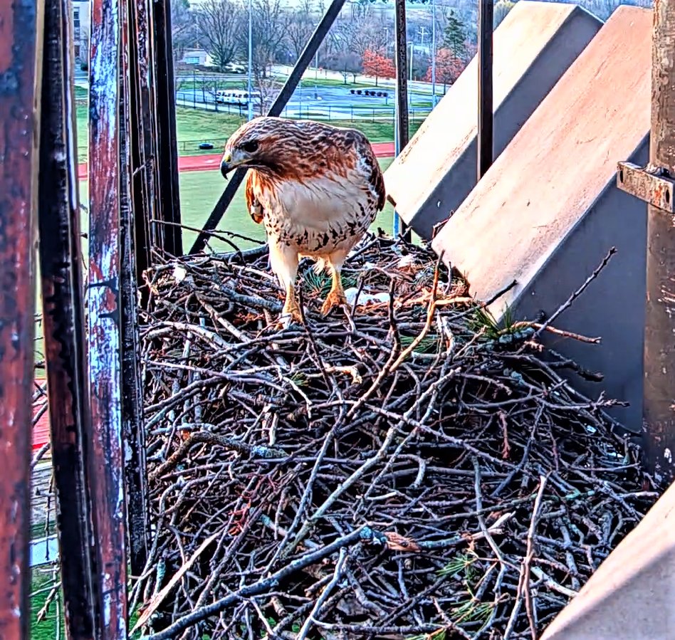 CornellHawks's tweet photo. 4/5, 06:45 Arthur arrives for first morning nest exchange w/ prey (Chipmunk) in left talon. 

BR stands, warbles, snags the prey in beak &amp; quickly departs the nest as Arthur looks on. https://t.co/OuAN8gJhnb