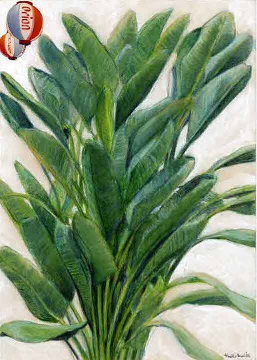 森の絵 A Twitteren 名前知らない熱帯植物 どっかの温室で見た植物 熱帯チック たぶんバナナの仲間 左上の提灯はオマケのコラージュ 熱帯 絵 植物 緑 植物 Green Plant Painting 観葉植物 熱帯植物 写実 Tropical Sketch スケッチ Colorpencil