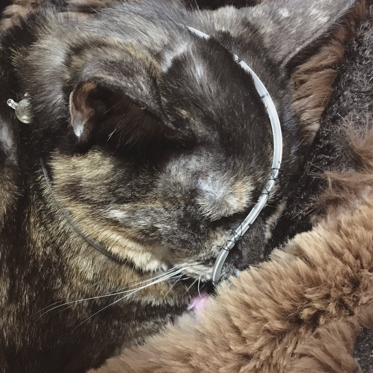 Kuro 腎不全猫 昨日あたりから階段が上れなくなりましたが トイレはまだ頑張って一人で行ってます 今日は一日父の膝で過ごしました 猫の脳腫瘍 経鼻カテーテル 猫の介護 サビ猫 高齢猫 猫の腎不全とおつきあい