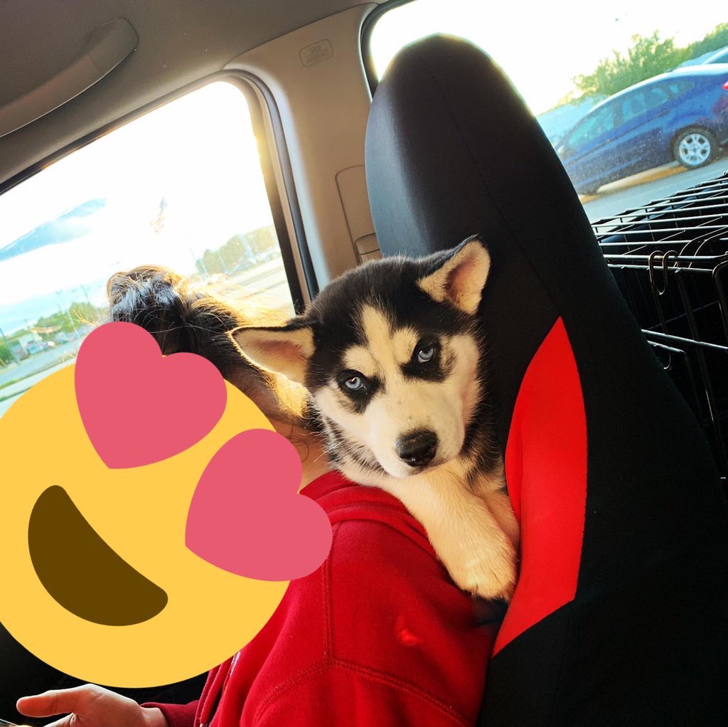 KnowPain's tweet photo. Just wanted to post my life goals that have been accomplished ever since my beautiful girlfriend entered my life. I bought of my dream cars, we bought a house, I have a cool daily car, a beautiful full bred husky named Astro, and ofc her herself. I’m so blessed 2020 is our year https://t.co/WGIGLwOoqE