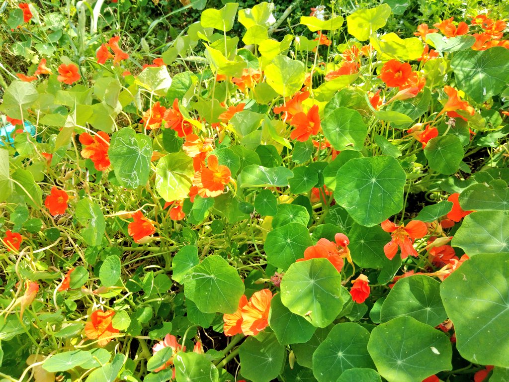 padotrasachin's tweet photo. #KnowNature
Beautiful #Flowers Red❤️
#BeautifulJammu
@incredibleindia https://t.co/iVbwzoThxt
