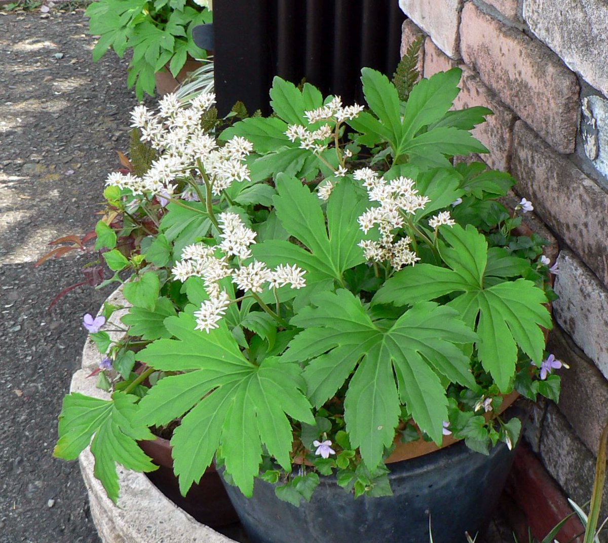 こころんグリーン 近所のお宅の庭に イワヤツデの白い花が咲いていました 小さな花が密集しています 葉っぱの新緑に映える白さです イワヤツデ 白い花 小さな花 新緑 春 春の花 山野草 野草 園芸 ガーデニング 熊本市南区 熊本 T