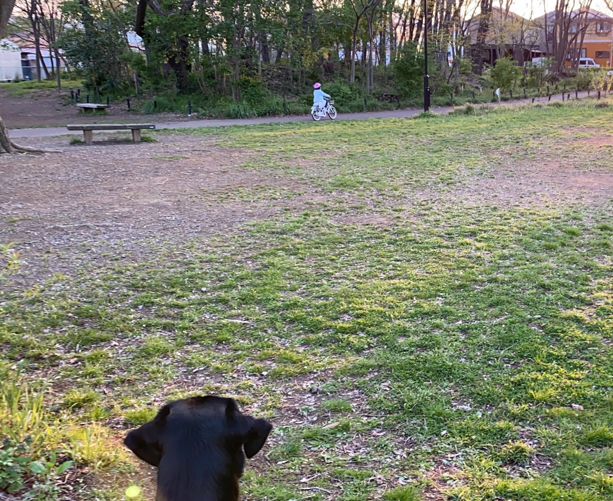yoznk's tweet photo. 家族みんなでラムちゃんの夕方散歩。
おねいちゃんが自転車なので、おとうさんと先に行っちゃって慌てて引っ張るけど、おかあさんに怒られてなかなかすすめない🐶💨💨💦
#保護犬出身 #ラブラドール #黒ラブ #レトリーバー #calmandassertive https://t.co/sLrhrPMASI