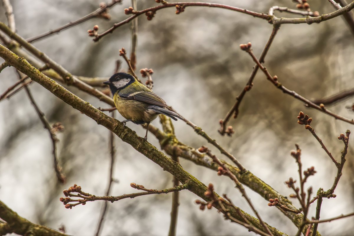 abuzzandaflutter.co.uk tweet media