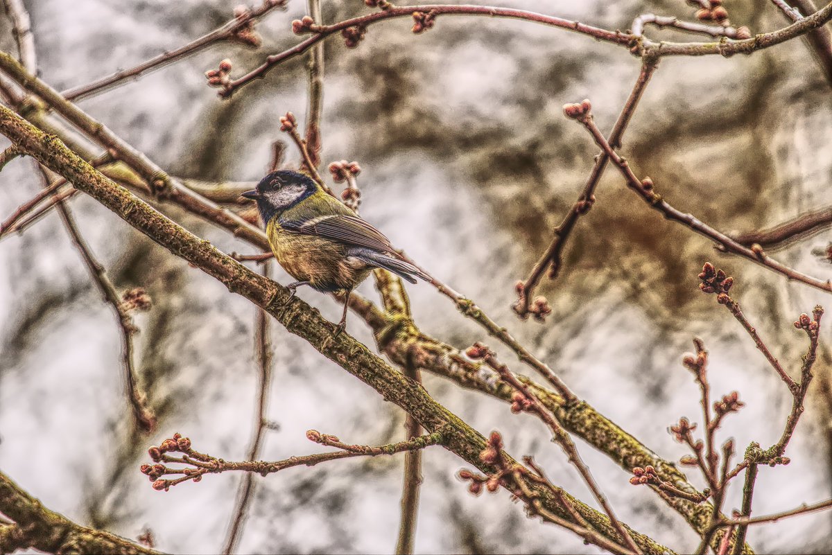 abuzzandaflutter.co.uk tweet media