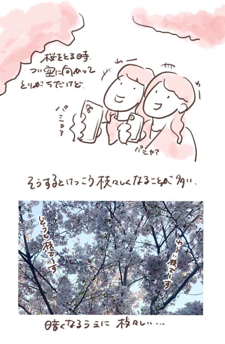 「桜を激写する話」

桜がある所には人も集うので
いかに人をフレームインさせないかという闘いも同時に勃発します

猫に近づきたい......

#桜
#マンガ 