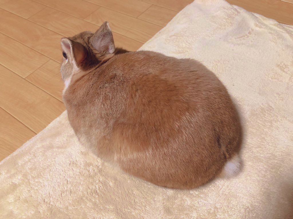 うさぎのラン ㅅ うさぎのミルクティーゼリー ボクに似てるですぅ W うさぎスイーツ うさぎ ラン T Co Xwbfafq6tj Twitter