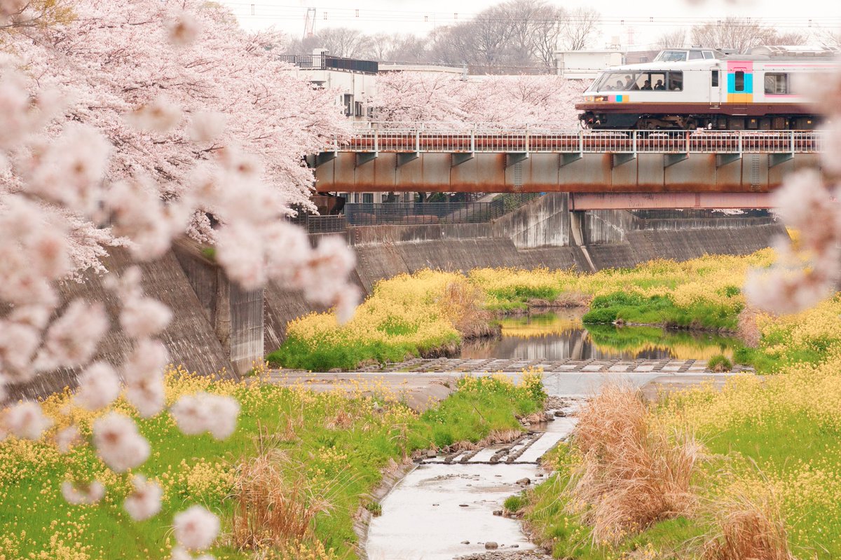 Unatrain's tweet photo. #485系 #NODOKA #桜 https://t.co/dTPKzGY9ZX