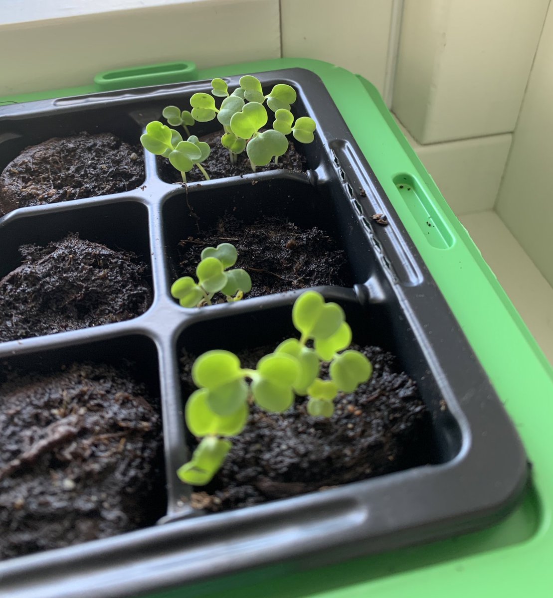 thread of the flowers, salad, avocado, and herbs I planted under a week ago GROWING here they are on 200404