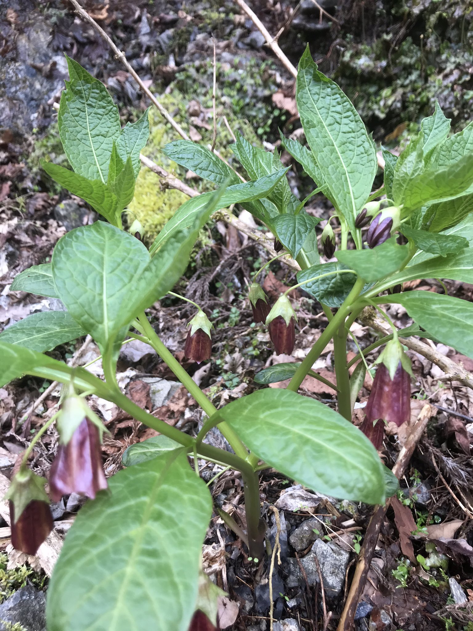 ヒメ 4月5日 風が冷たい 少し標高の高い山歩き 林道に ハシリドコロ の花が咲いています 山の中だから コンフリーに間違えることはないけれど 花が無ければ 食べられる野草と間違えそう ナス科で 全草が毒草 T Co Wlu1isf8bk Twitter
