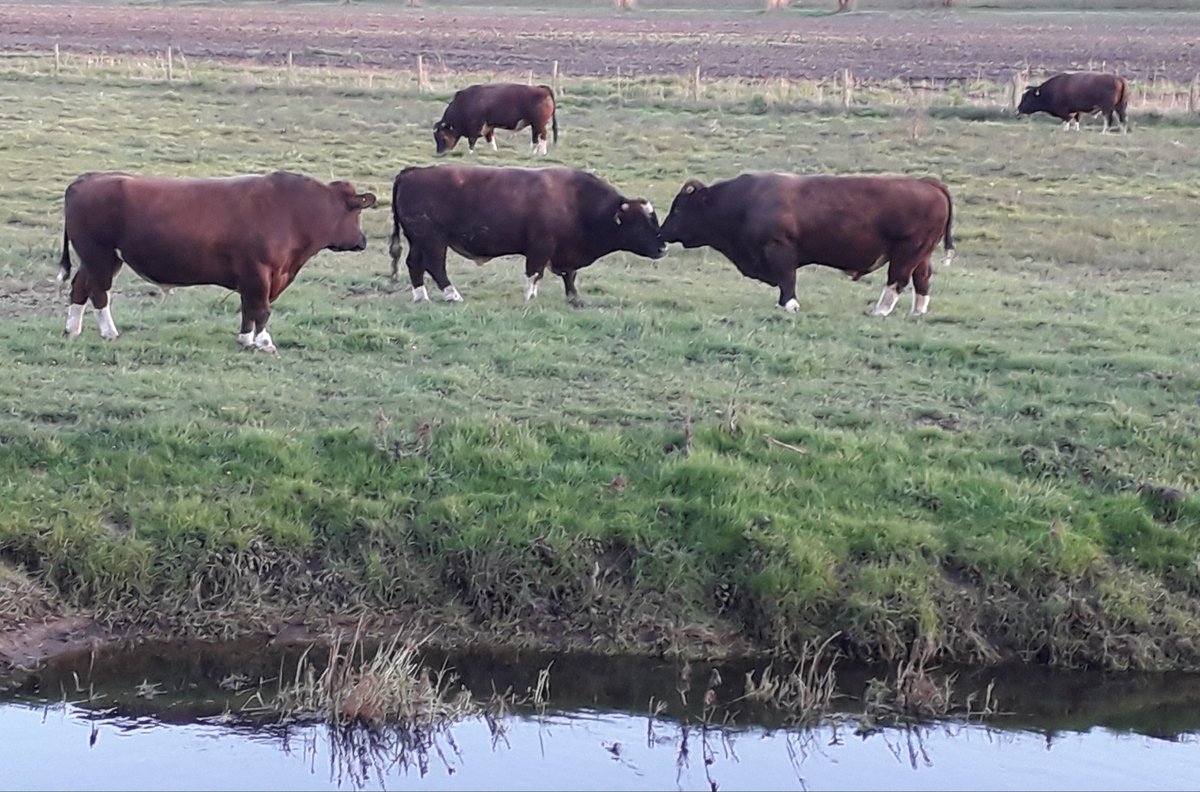 hansbolder's tweet image. The boys are back in town... #homeview #bulls #springisintheair  #stayathome #niceview #luckyus #Veghel @GemMeierijstad