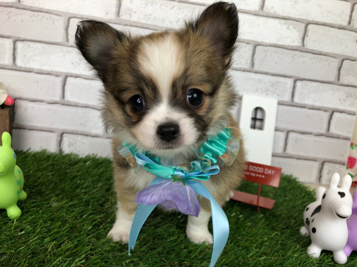 ペットショップだんぼ Ar Twitter ご家族様決まりました 1月25日生まれ男の子の ロングコートチワワ君 人懐っこくて遊ぶのが大好きなチワワ君 お兄ちゃんといーっぱい遊んでね ペットショップだんぼ チワワ ブリーダー 札幌