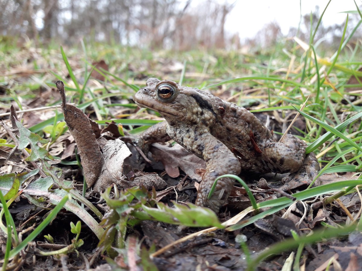 While the human world descends into madness, something hasn't changed: toad season. On my walk today I counted 28 toads along a stretch of about 100 metres. I couldn't move a few paces without almost stepping on one.