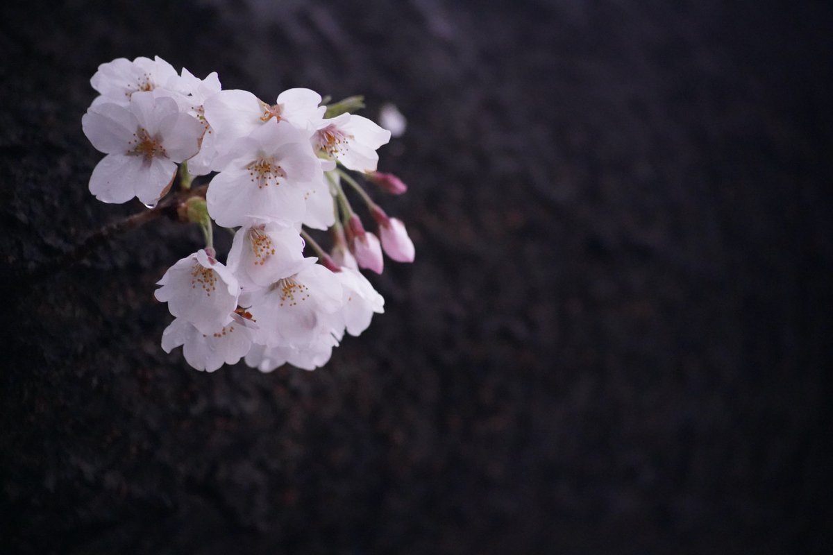 桜の花びら散るたびに
