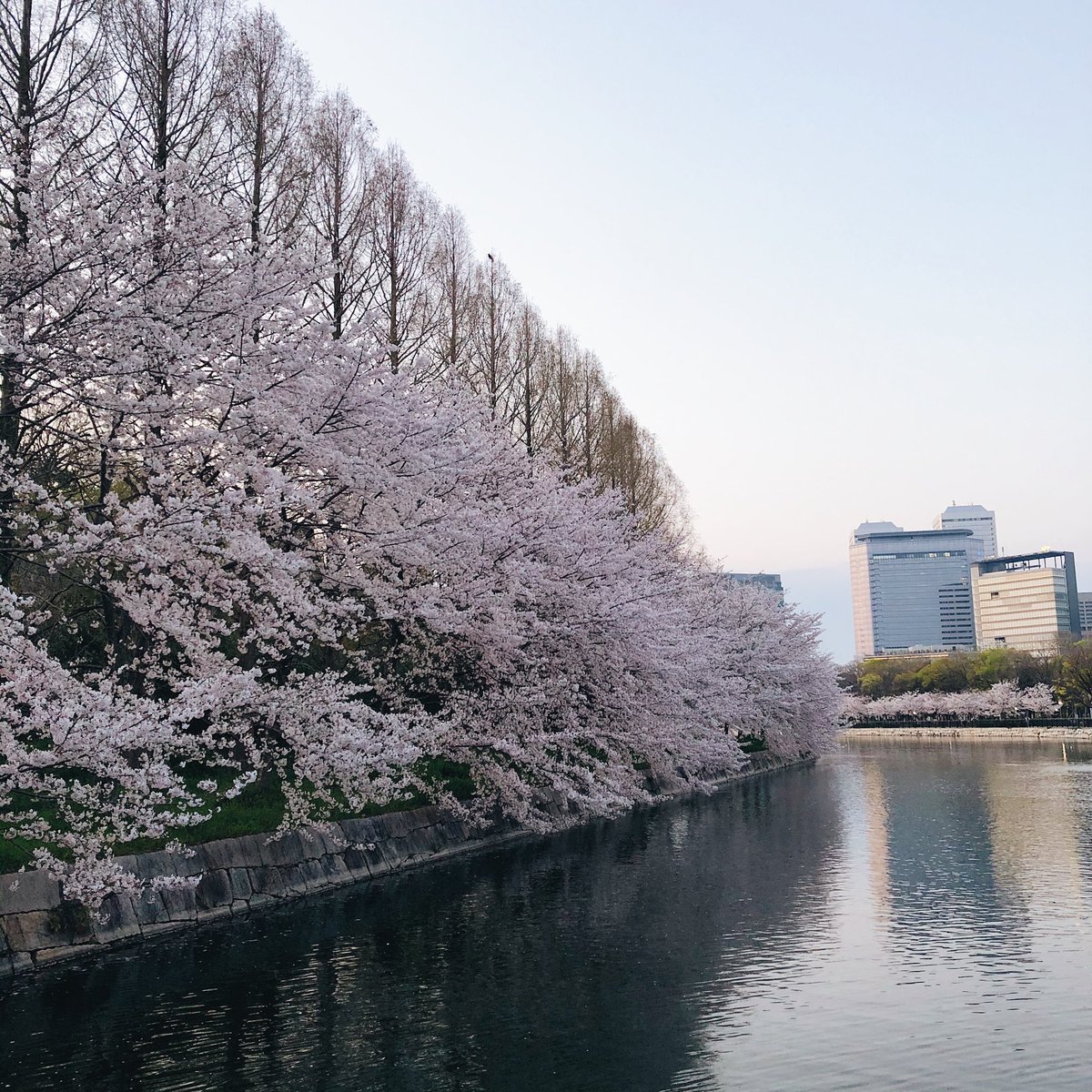 biintooot's tweet photo. Osaka Jo, Japan🌸 https://t.co/ZOUyleznE3