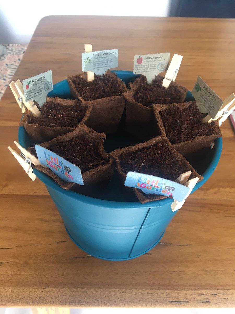 AngieBoran's tweet photo. Lovely Little Garden Seedling Kit  all planted....Improvising with pots! #MarksAndSpencer https://t.co/VpDYTKJumb