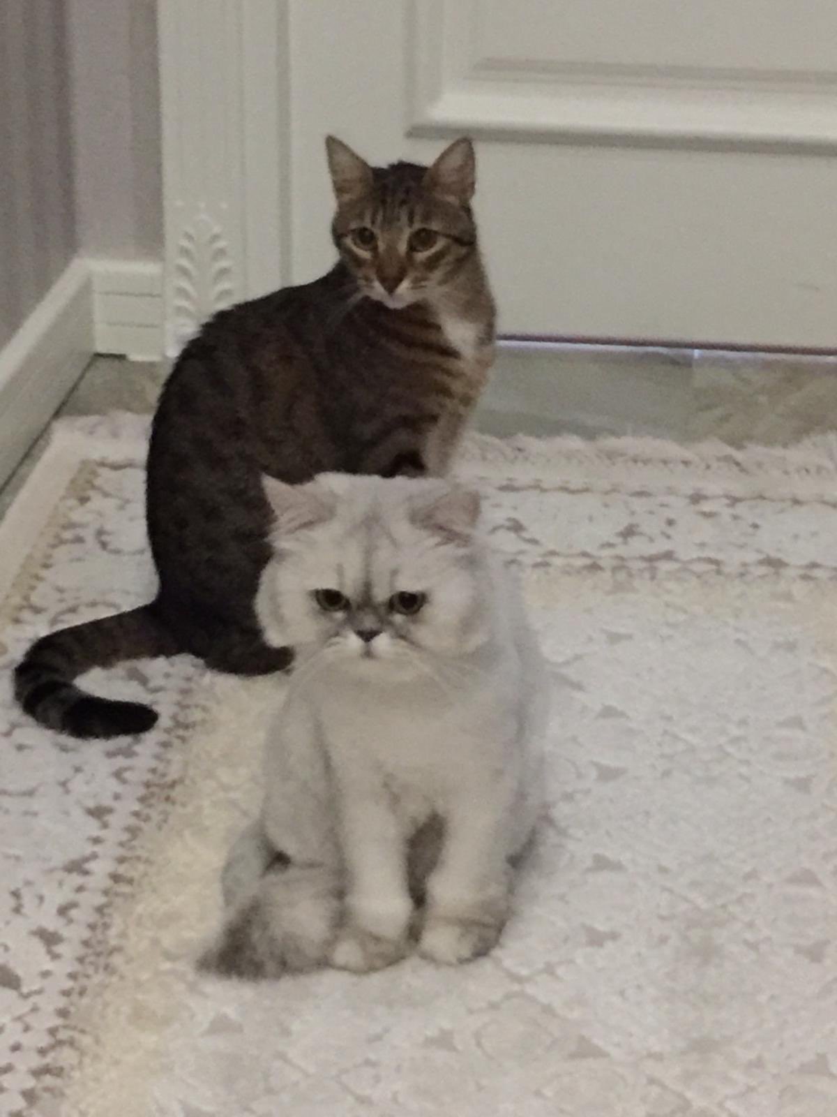 omer dongeloglu on twitter ayazsenol 61 evet kardesim kedi beslenir peygamberimizin evindede kedisi vardi twitter