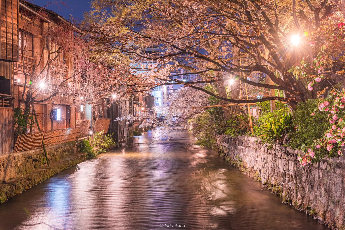 _iori_xx21's tweet photo. 祇園白川の夜桜が最高に妖艶だった。

#ツイッターお花見2020 https://t.co/PjpN6OpUVQ