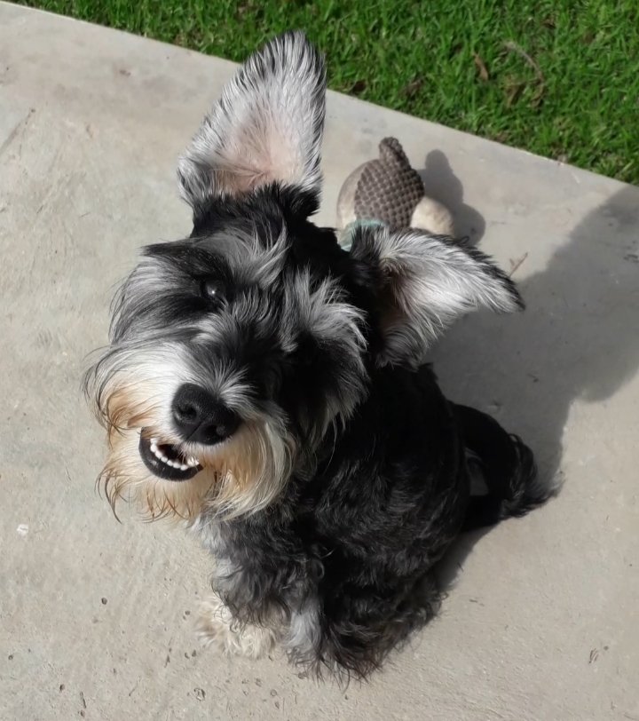 Maudels's tweet photo. My lockdown buddy 🐾
#SchnauzerGang #schnauzer #CoronaVirusSA @caronavirus https://t.co/FFdn5AcjbL