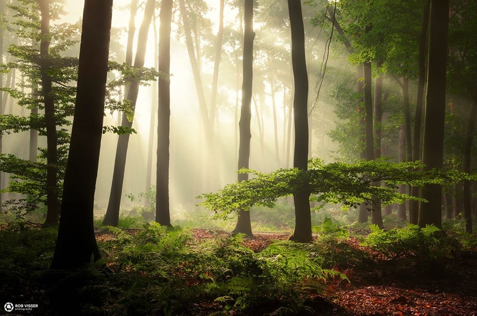 GabrielaLureti's tweet photo. 'Unexpected beauty' by Rob Visser https://t.co/vIfmA1Wfw4