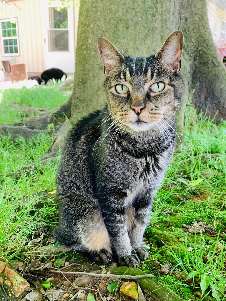 CedarhillAnimal's tweet photo. Chandler is posing for the camera bright and early this morning. Big house facts: The big house uses around 8 large cans of food a day, paired with some crunchy food and a little water spread on a series of trays. #cedarhillanimalsanctuary #catsofcedarhill https://t.co/k4jc33kiPP