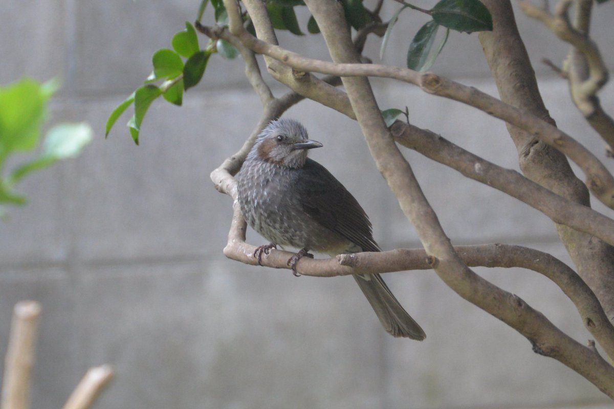 プラマイゼロ 鳥bot En Twitter メジロやムクドリはあまり来なくなったけど ヒヨドリはまだ毎日バナナを大量に食べる 枝の上に運んでいって食べるという器用なことをやっていた プラマイゼロ 鳥bot En Twitter メジロやムクドリはあまり来なくなったけど ヒヨドリはまだ毎日バナナを大量に食べる 枝の上に運んでいって食べるという器用なことをやっていた